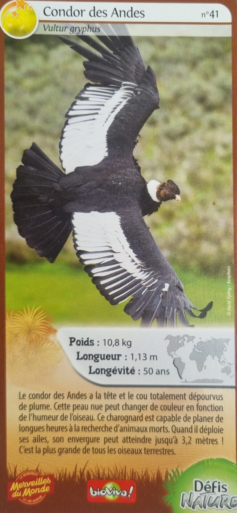 Face de la carte