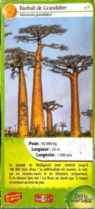 07 – Baobab de Grandidier