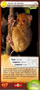 44 – Tarsier de Bornéo