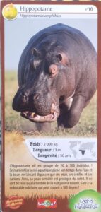 36 – Hippopotame