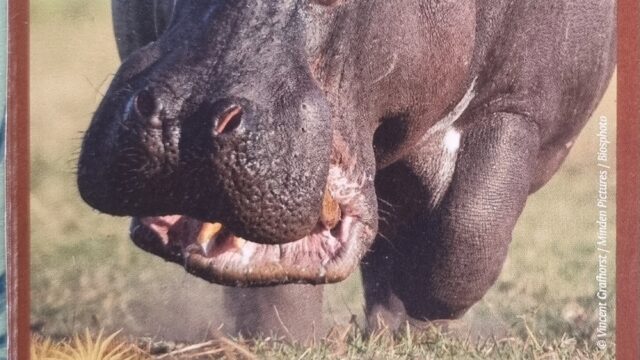 hippopotame n 36