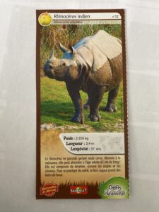 12 – Rhinocéros indien