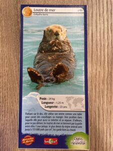 61 – Loutre de Mer