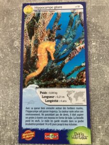 31 – Hippocampe géant
