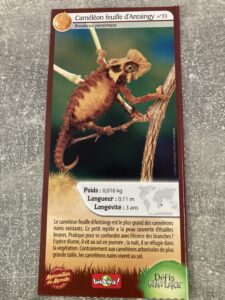 33 – Caméléon feuille d&rsquo;Antsingy