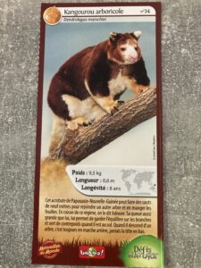34 – Kangourou arboricole