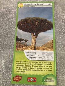 42 – Dragonnier de Socotra