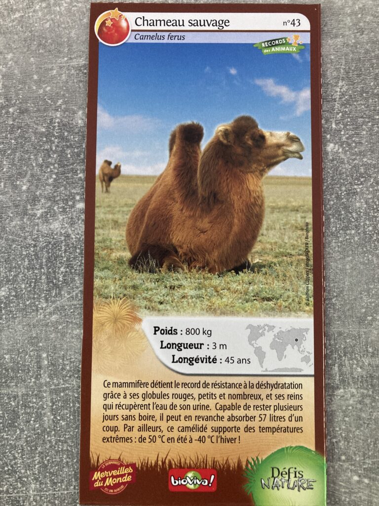 Face de la carte
