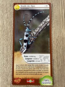 38 – Rosalie des Alpes