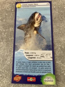 64 – Grand requin blanc