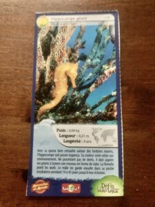 31 – Hippocampe géant