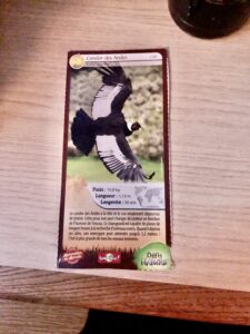 41 – Condor des Andes