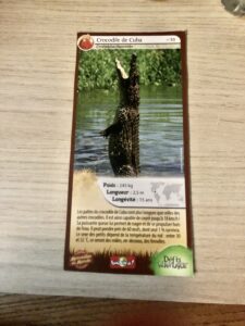 39 – Crocodile de Cuba