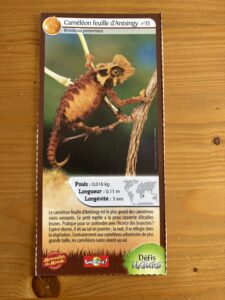 33 – Caméléon feuille d&rsquo;Antsingy