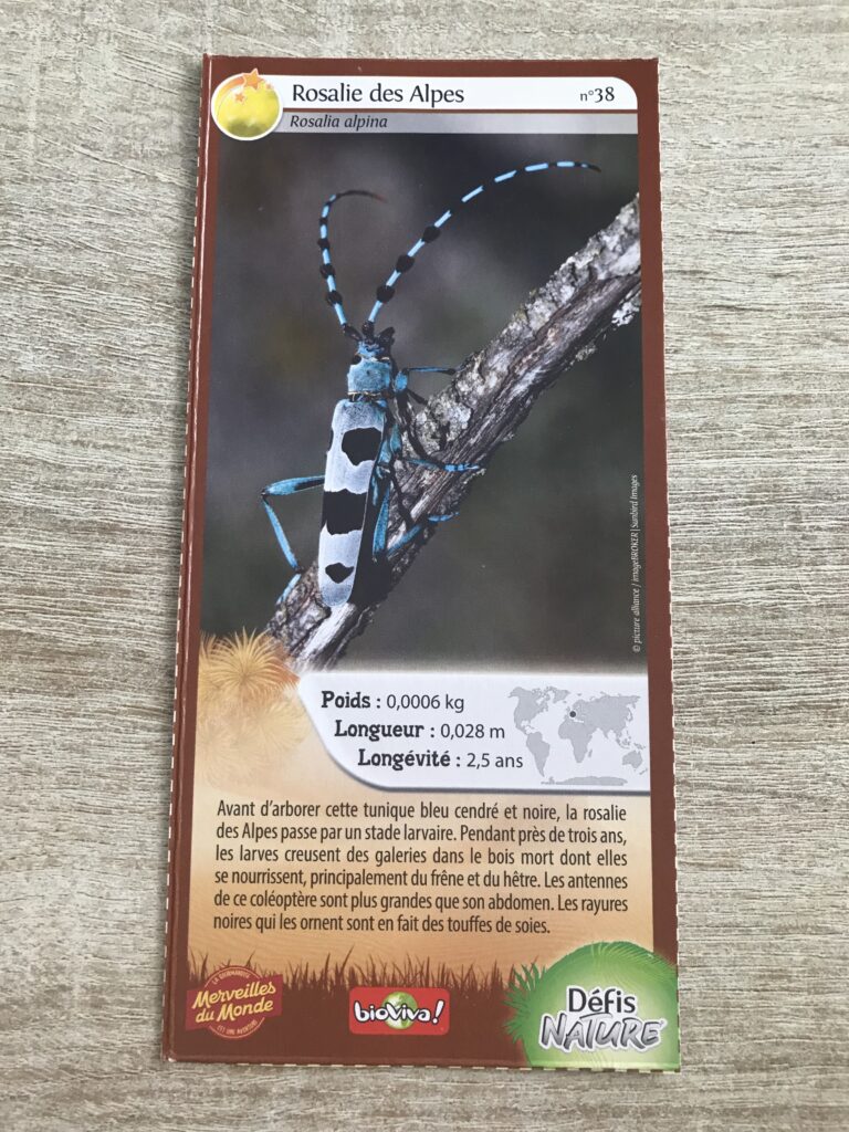 Face de la carte