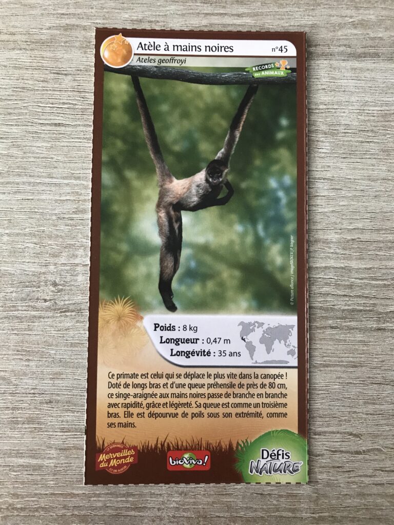 Face de la carte