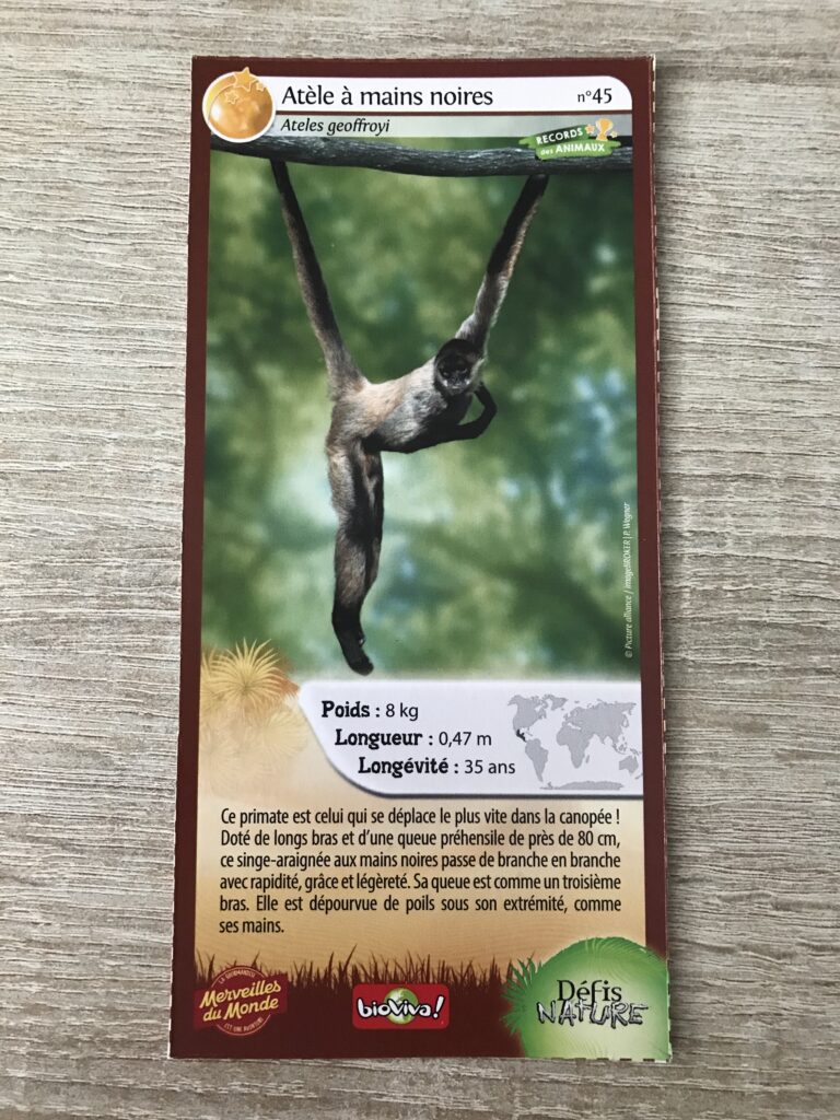 Face de la carte