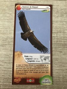 47 – Vautour de Ruppel