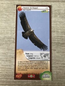 47 – Vautour de Ruppel