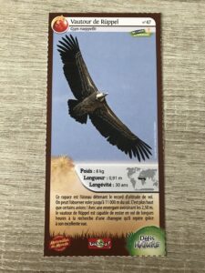 47 – Vautour de Ruppel