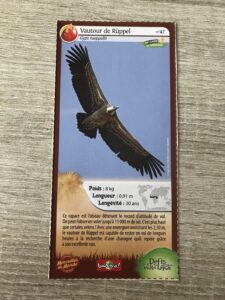 47 – Vautour de Ruppel