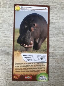 36 – Hippopotame