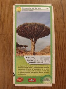 42 – Dragonnier de Socotra