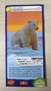 35 – Ours polaire
