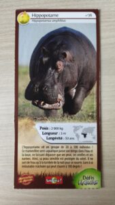 36 – Hippopotame