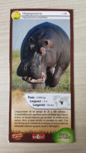 36 – Hippopotame