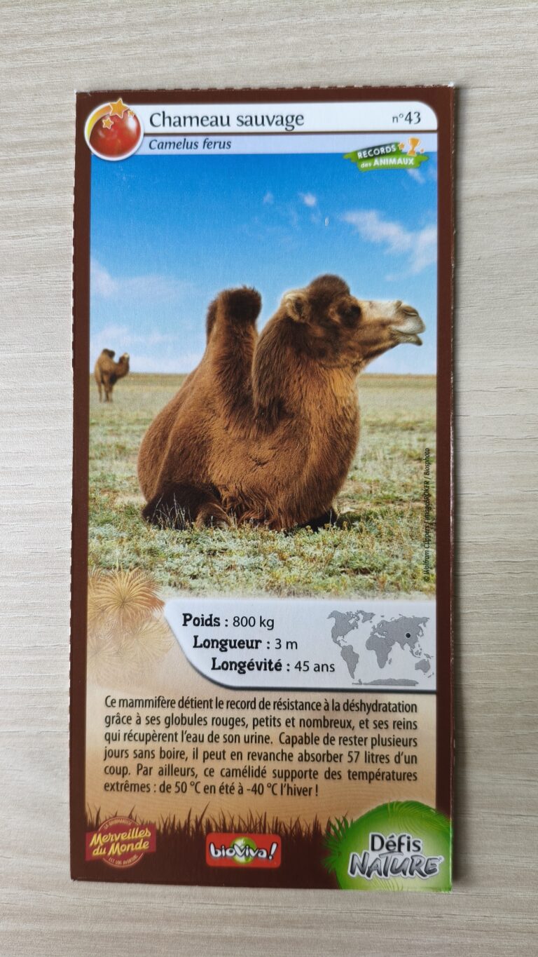 Face de la carte
