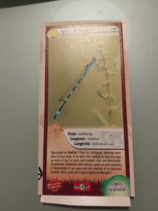 66 – Agrion de Mercure