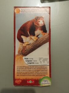 34 – Kangourou arboricole