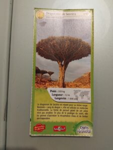 42 – Dragonnier de Socotra