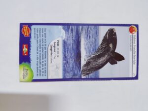 01 – Baleine franche boréale