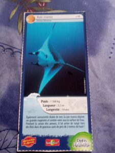 18 – Raie manta