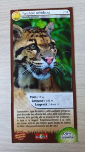 59 – Panthère nébuleuse