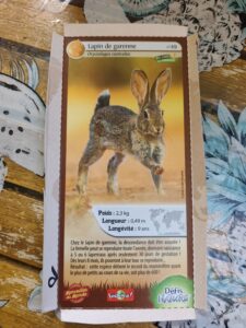 49 – Lapin de garenne