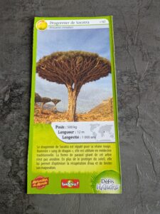 42 – Dragonnier de Socotra