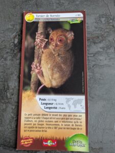 44 – Tarsier de Bornéo