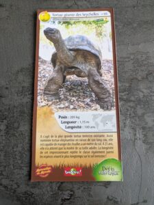 46 – Tortue géante des Seychelles