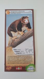 34 – Kangourou arboricole