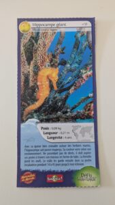 31 – Hippocampe géant