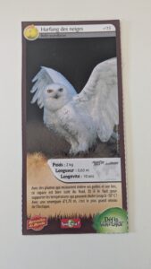 23 – Harfang des neiges