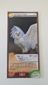 23 – Harfang des neiges