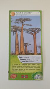 07 – Baobab de Grandidier