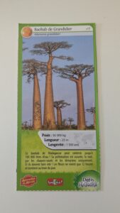 07 – Baobab de Grandidier