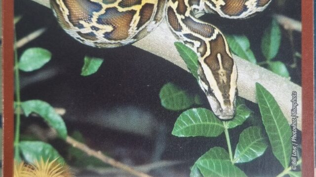 Python birman n 50