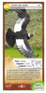 41 – Condor des Andes