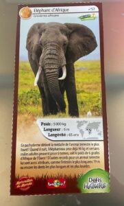 52 – Éléphant d&rsquo;Afrique